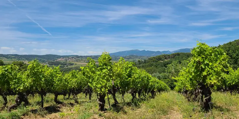 Élevage des vins rouges en barriques de chêne dans la cave du domaine