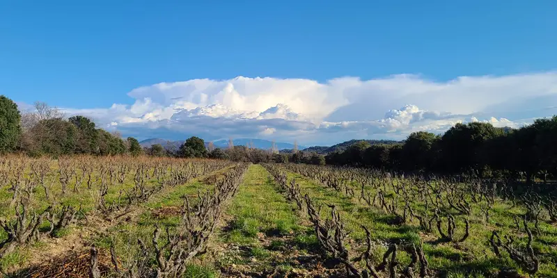 Bouteilles de vin nature La lune pleine prêtes pour la dégustation