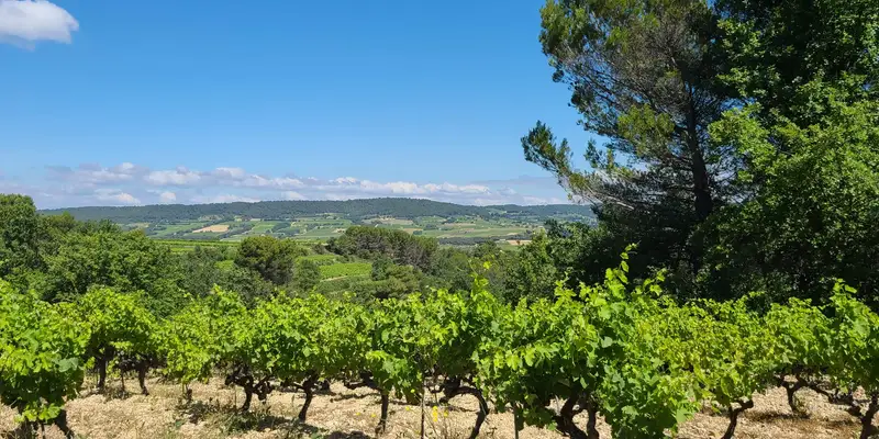 Ceps de vigne Syrah et Grenache cultivés en agriculture biologique