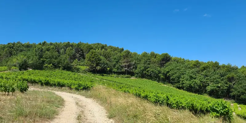 Coteaux de vignes escarpés des Baronnies Provençales sous le soleil
