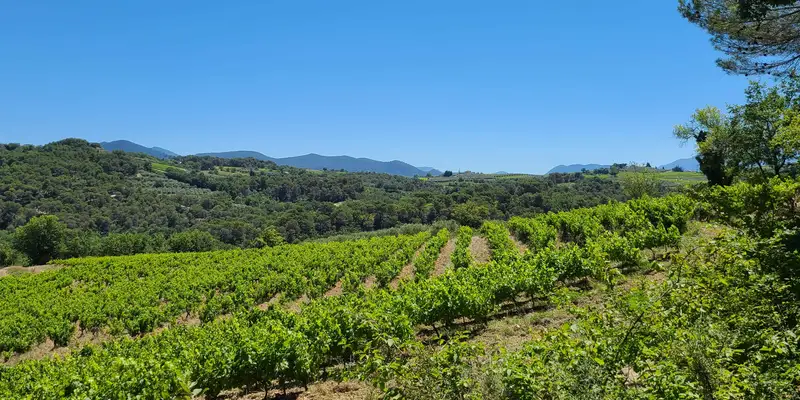 Paysage viticole sauvage du sud de la Drôme, terroir de vins vivants