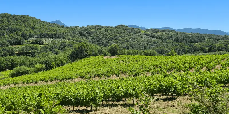 Vendanges manuelles de raisins Syrah pour une vinification sans intrants