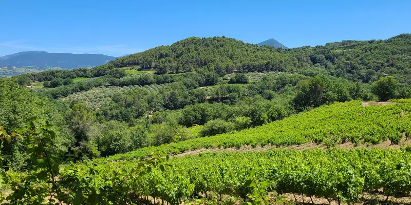 Le vigneron indépendant Colas Tourneux travaillant ses vignes au naturel