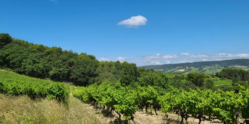 Vue panoramique du vignoble du Domaine La lune pleine à Arpavon